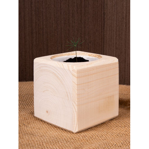 Набор для выращивания «Экокуб», сосна